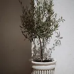 Eunoia 旧瓦马